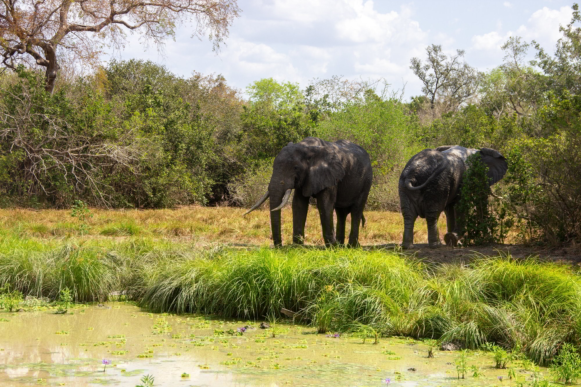 Africa Safari Selous Elephants