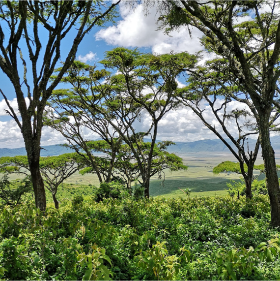 Africa Safari Ngorongoro Crater - Image 09