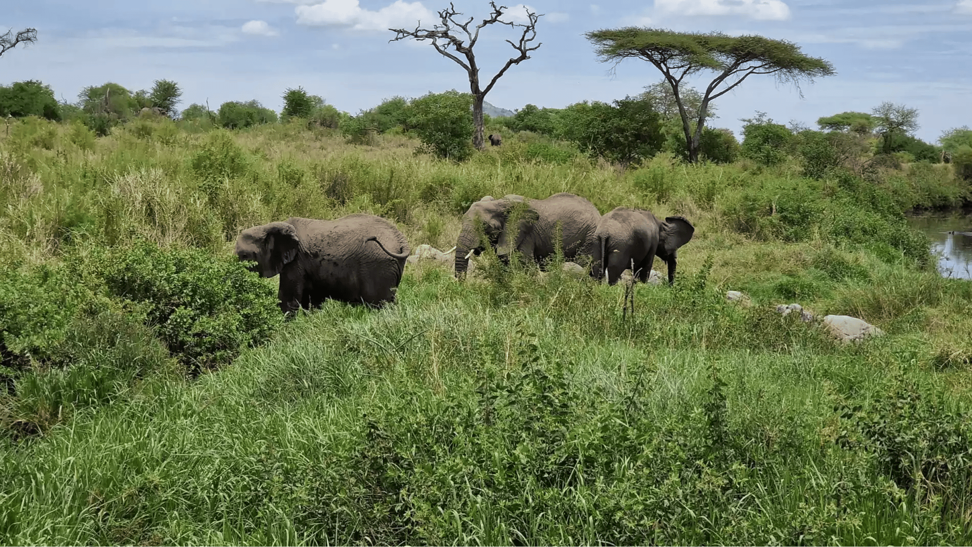 Beach Safari - Accommodation Detail - Africa Safari Serengeti Kusini - Image Gallery 13.WEB.P