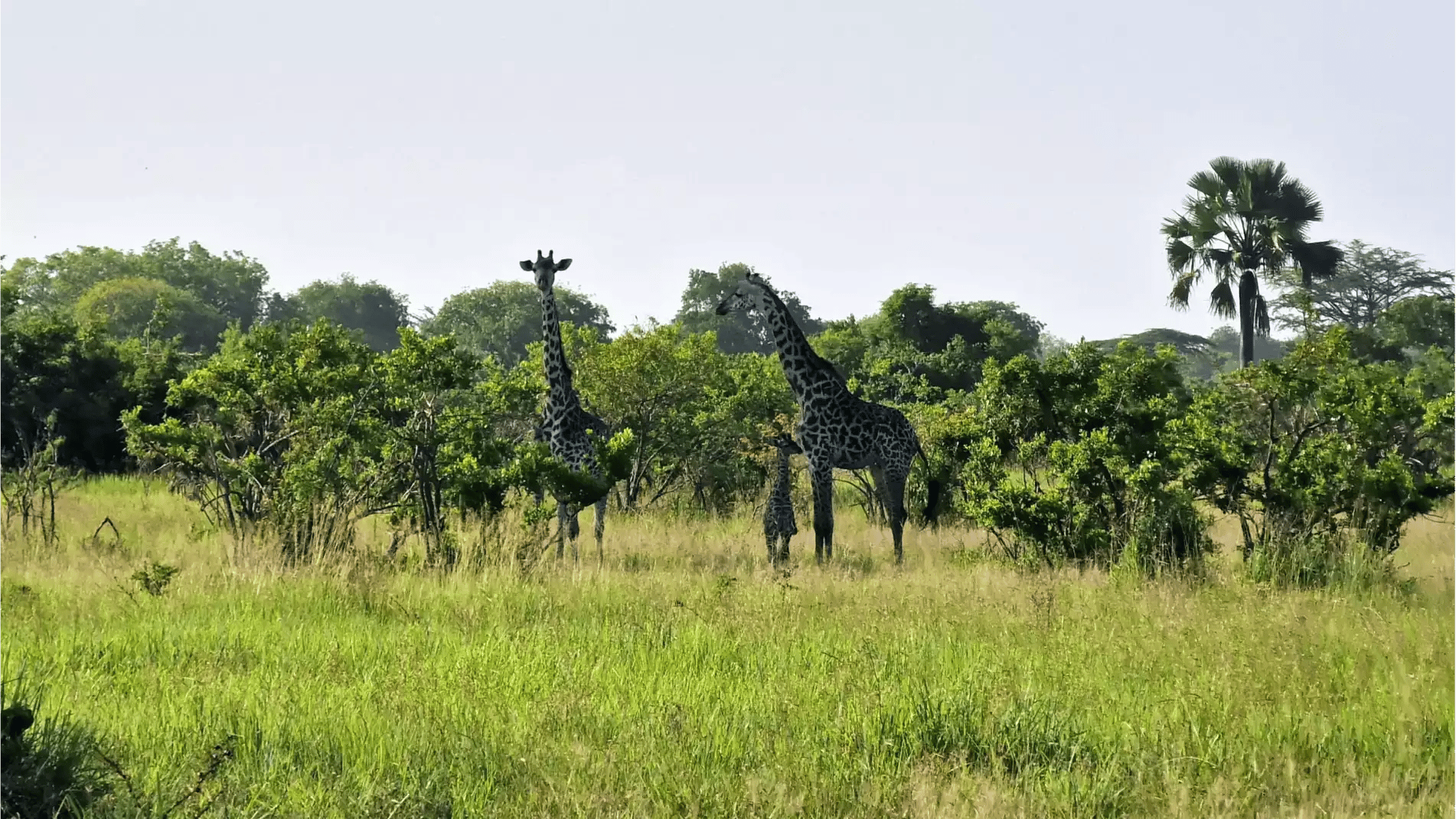Beach Safari - Accommodation Detail - Africa Safari Serengeti Kusini - Image Gallery 14