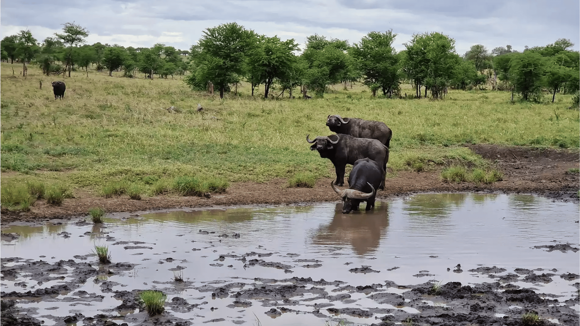 Beach Safari - Accommodation Detail - Africa Safari Serengeti Kusini - Image Gallery 15