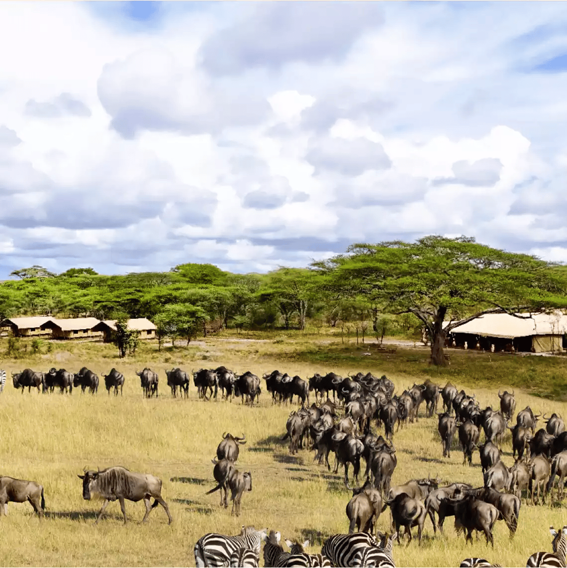 Beach Safari - Destination Detail - Serengeti National Park - Africa Safari Serengeti Kusini-1