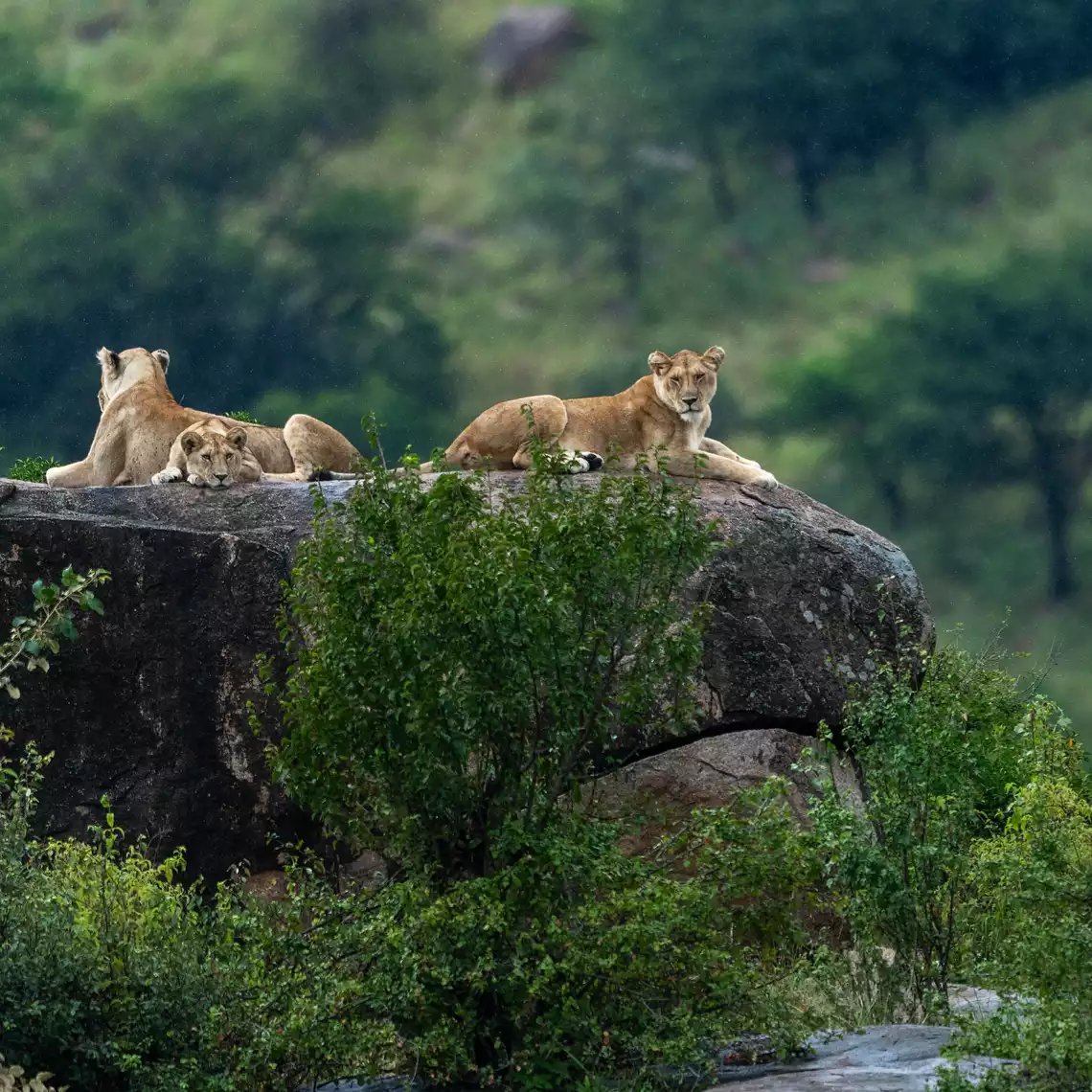 Beach Safari - Destinations Northern Tanzania - Lake Manyara National Park