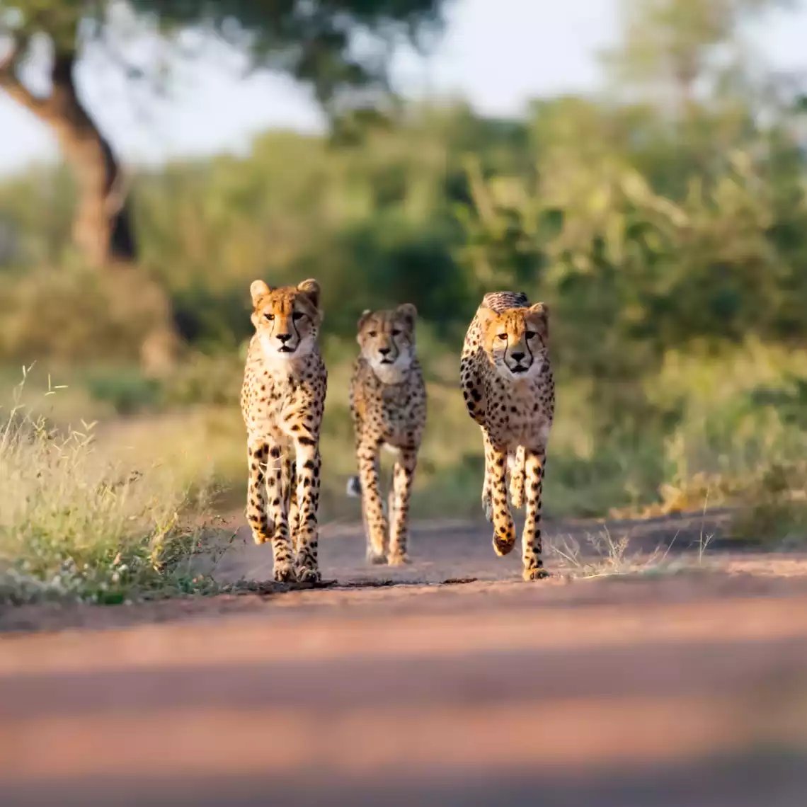 Beach Safari - Destinations Northern Tanzania - Mikumi National Park