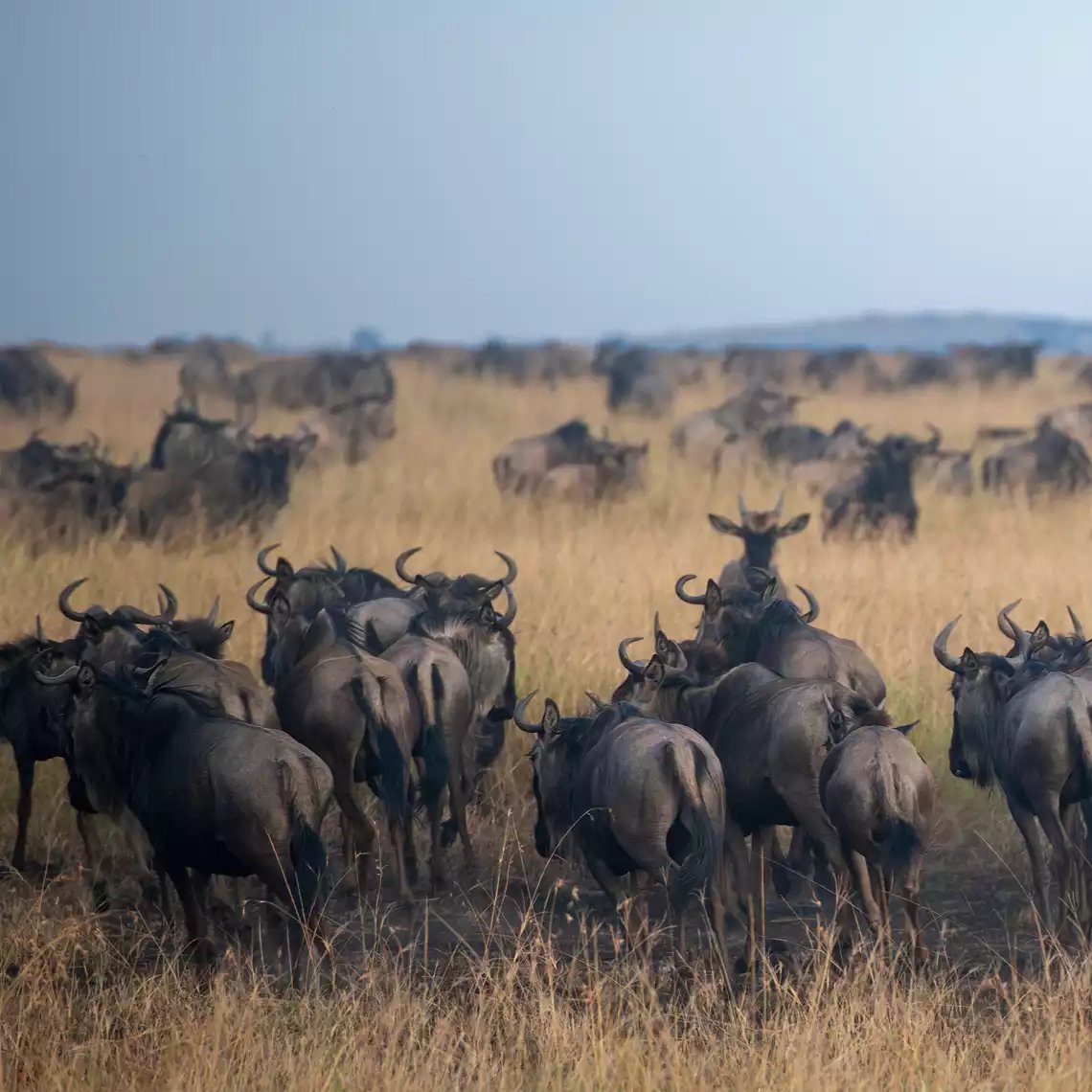 Beach Safari - Destinations Northern Tanzania - Tarangire National Park