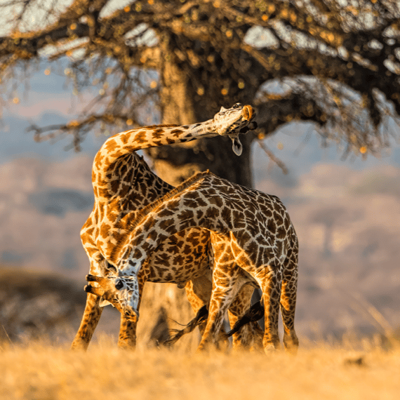 Beach Safari - Destinations Southern Tanzania - Ruaha National Park