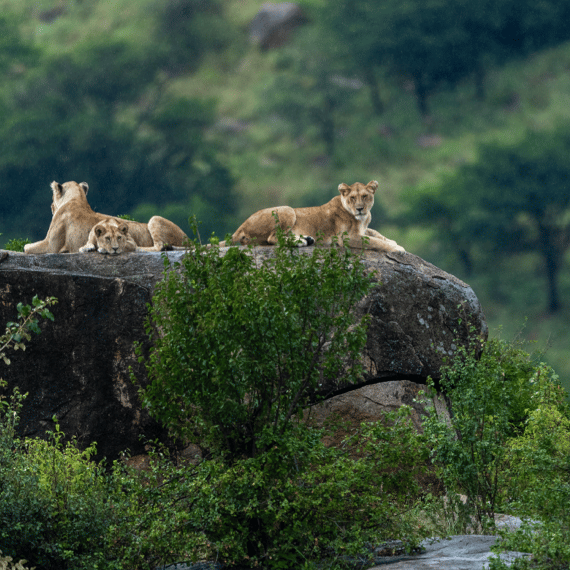 Beach Safari - Home - Lake Manyara National Park