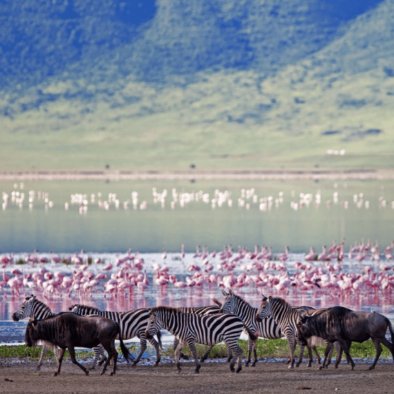 Beach Safari - Home - Ngorongoro Crater