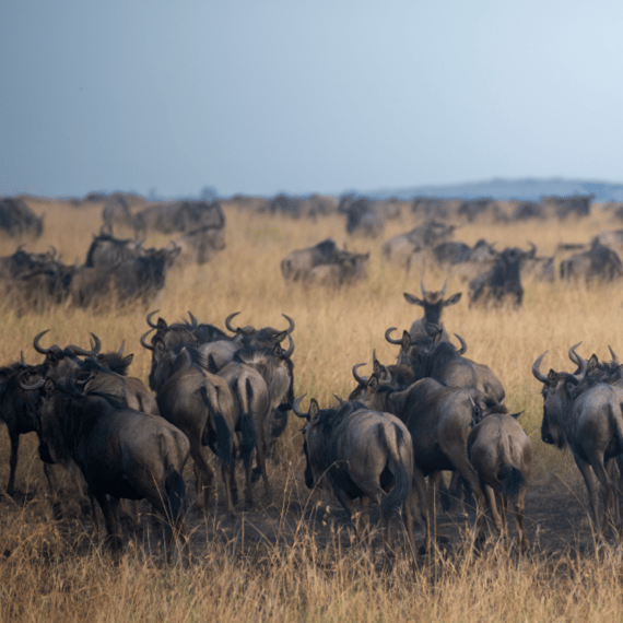 Beach Safari - Home - Tarangire National Park