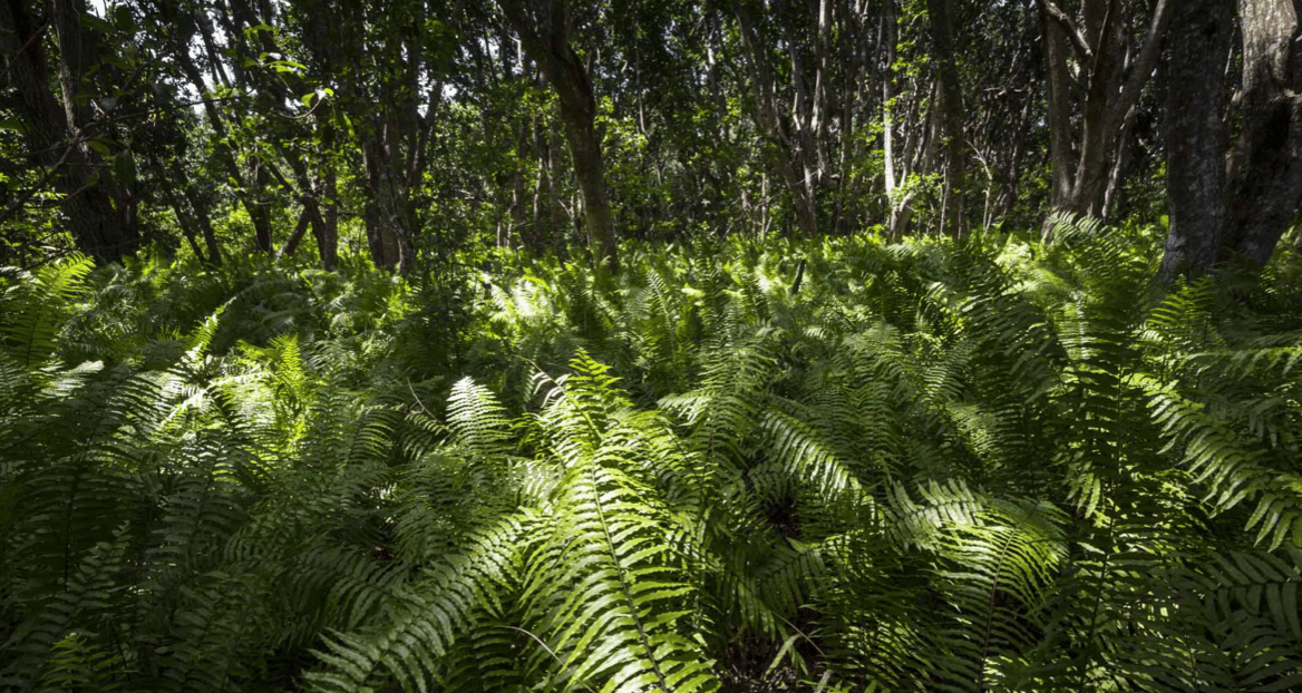 Beach Safari - Activities - Jozani Forest - Gallery - 3