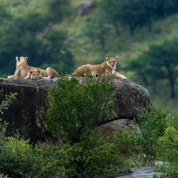Lake Manyara National Park - 03-2