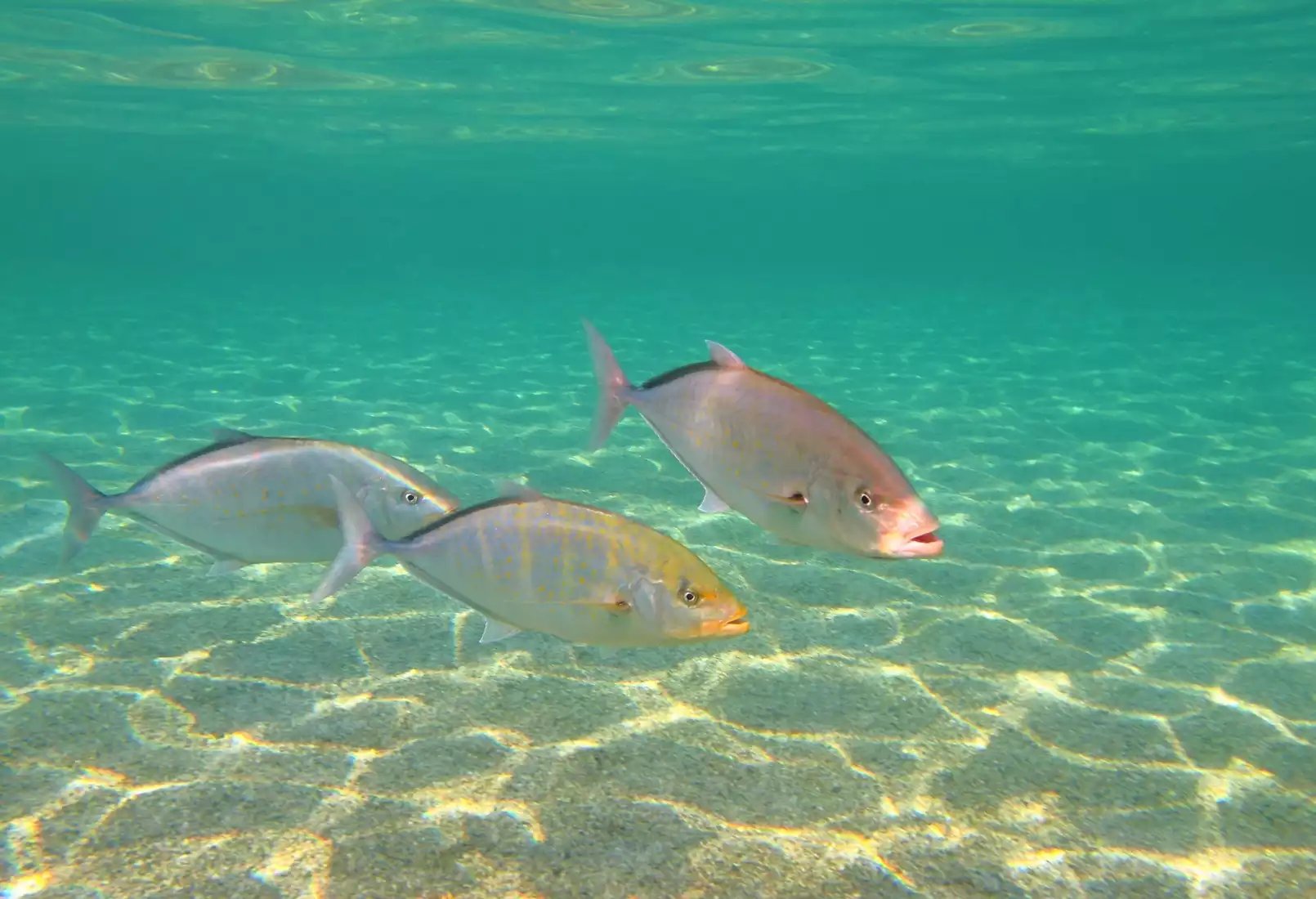 Beach Safari - Activities - Pungume Sandbank - Left Image