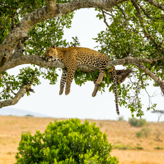 Serengeti National Park - 01-2