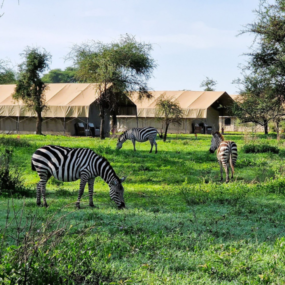 South Serengeti Accommodation Squares