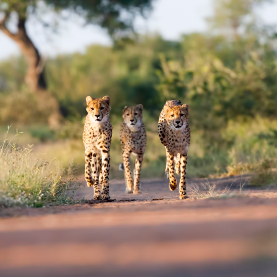 Southern Tanzania - Square - 03