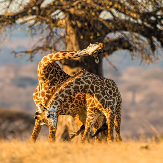 Southern Tanzania - Square - 04