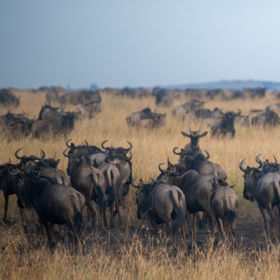 Tarangire National Park - 04-2