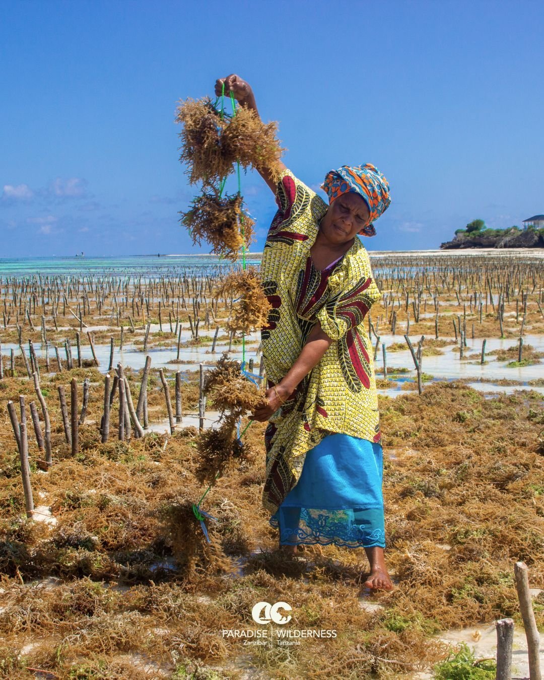 ZNZ - Seaweed Farming