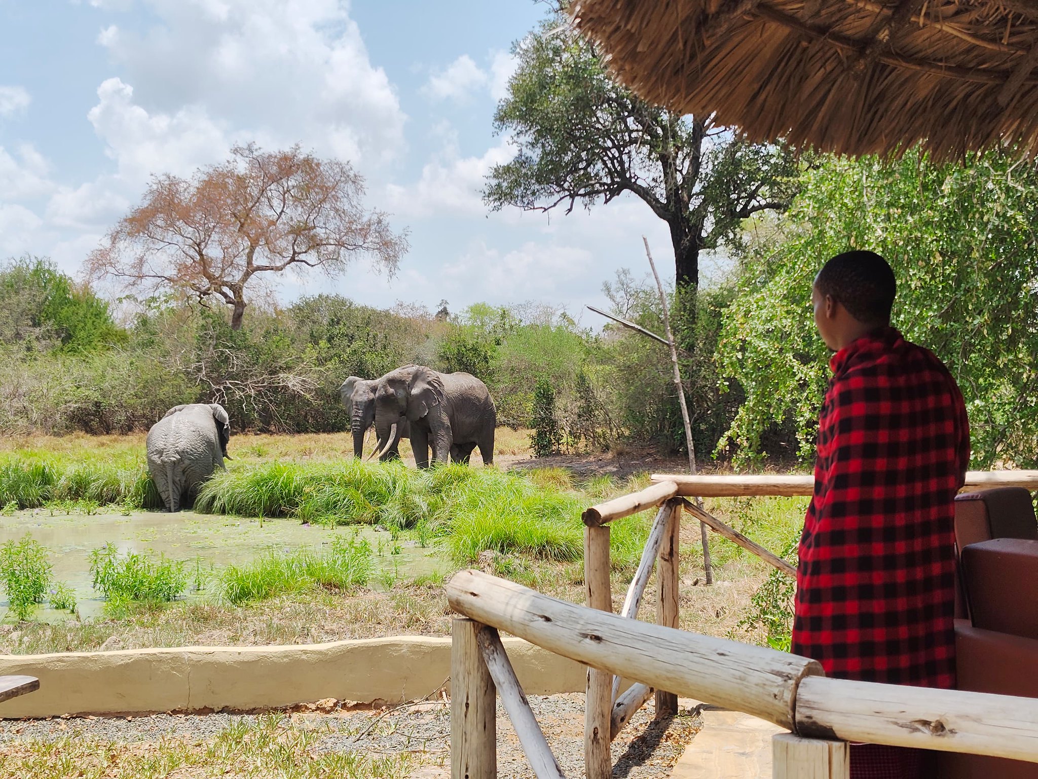 Africa Safari Selous Elephants