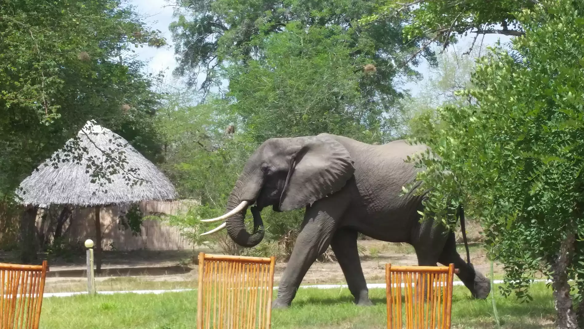 Beach Safari - Accommodation Detail - Africa Safari Selous - Image Gallery 07.WEB.P