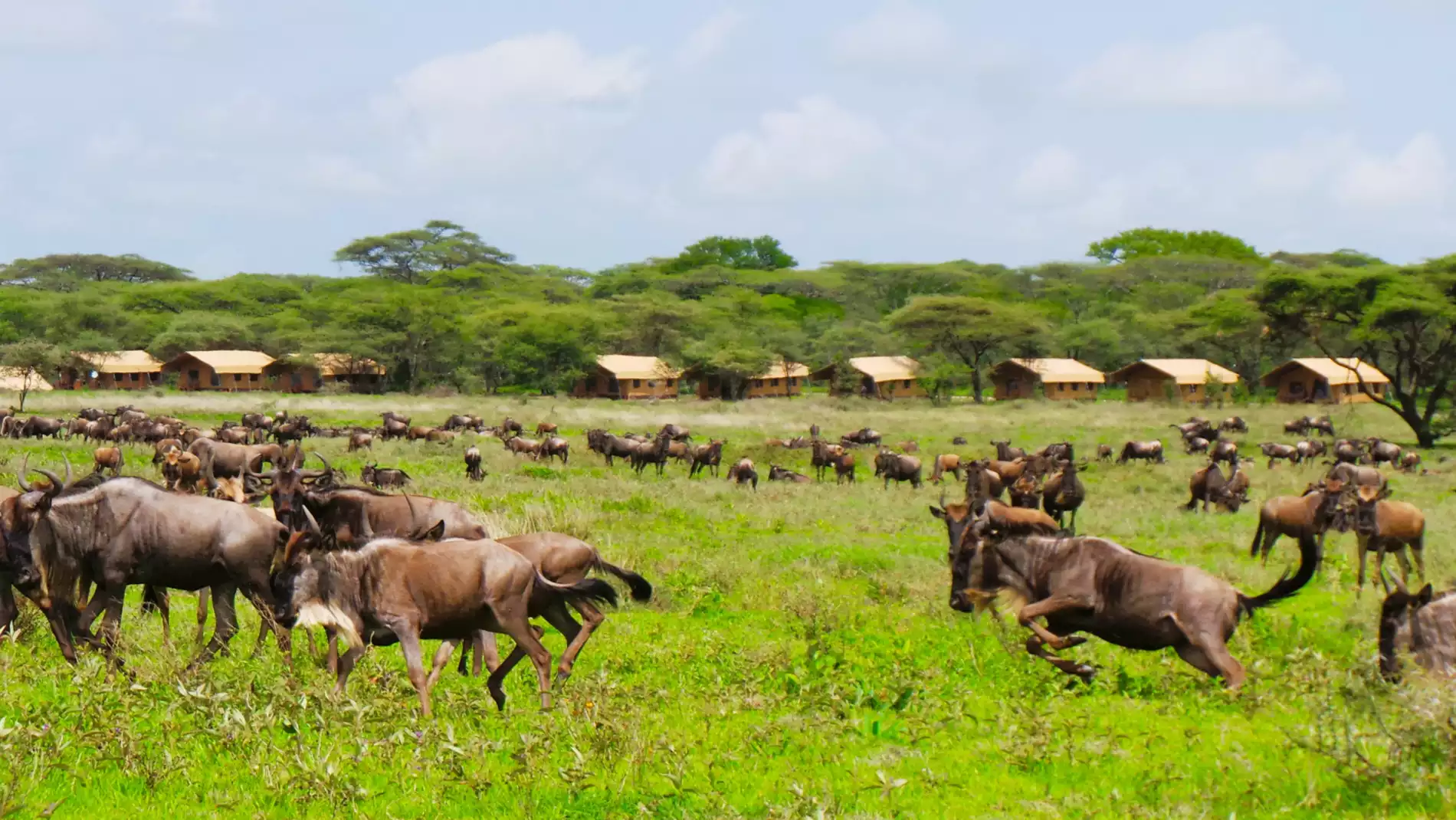 Beach Safari - Accommodation Detail - Africa Safari Serengeti Kusini - Image Gallery 04.WEB.P