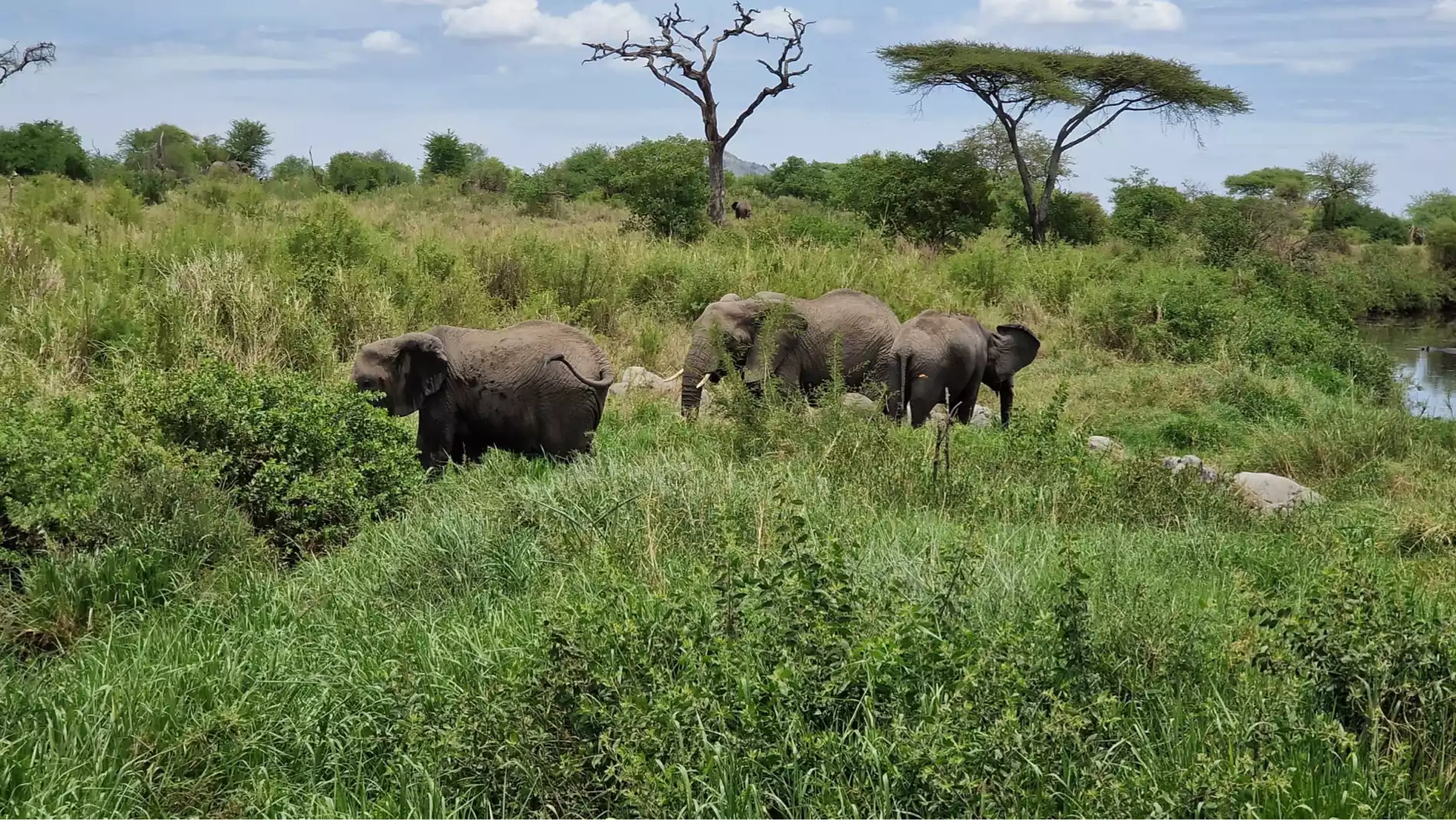 Beach Safari - Accommodation Detail - Africa Safari Serengeti Kusini - Image Gallery 13.WEB.P