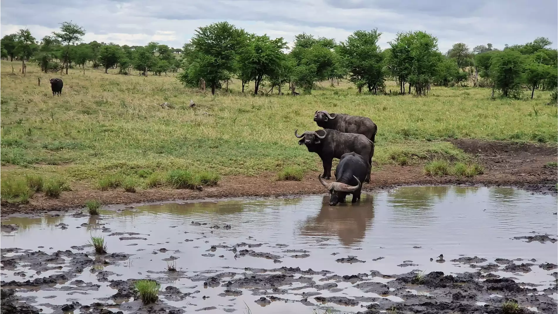 Beach Safari - Accommodation Detail - Africa Safari Serengeti Kusini - Image Gallery 15