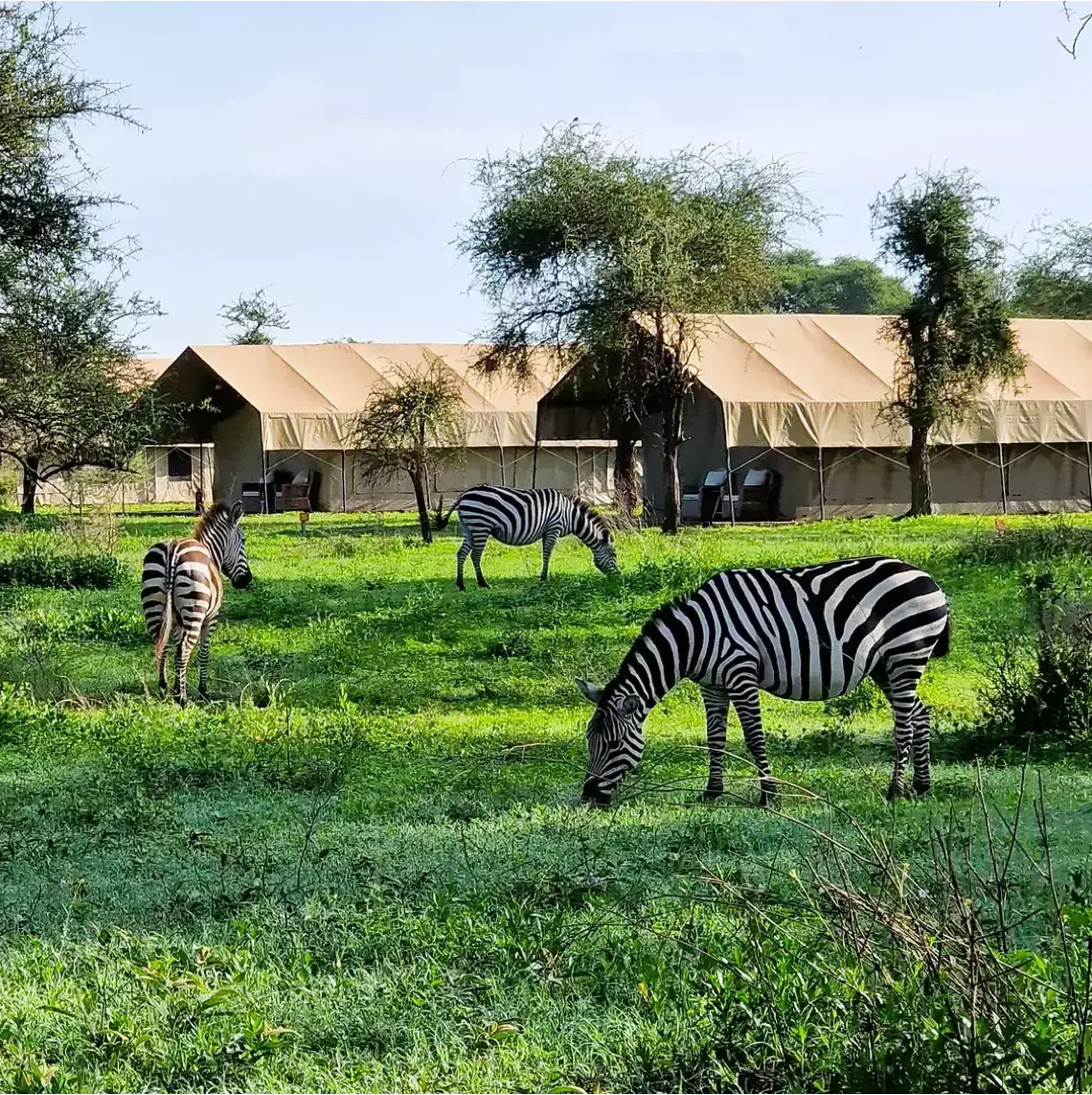 Africa Safari South Serengeti - Header Banner - Square