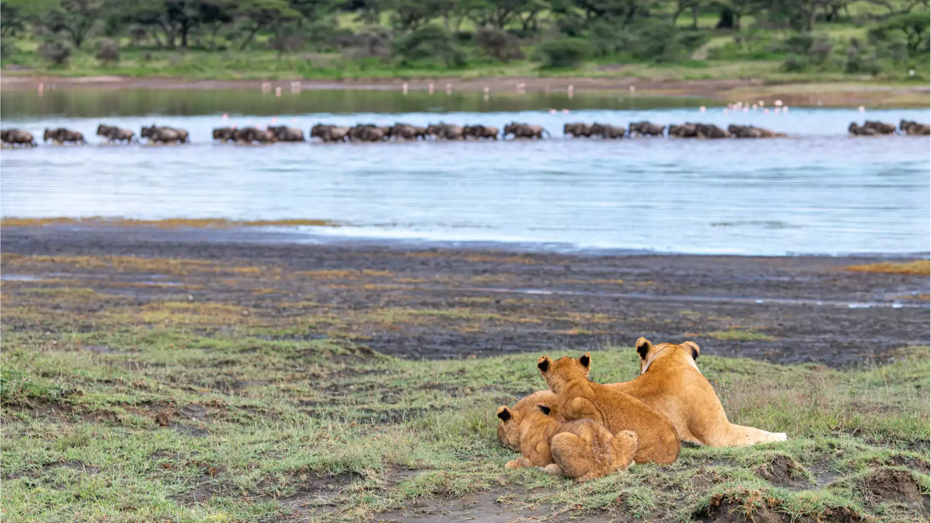 Beach Safari - Accommodation Detail - Africa Safari South Serengeti - Image Gallery 14.WEB.P