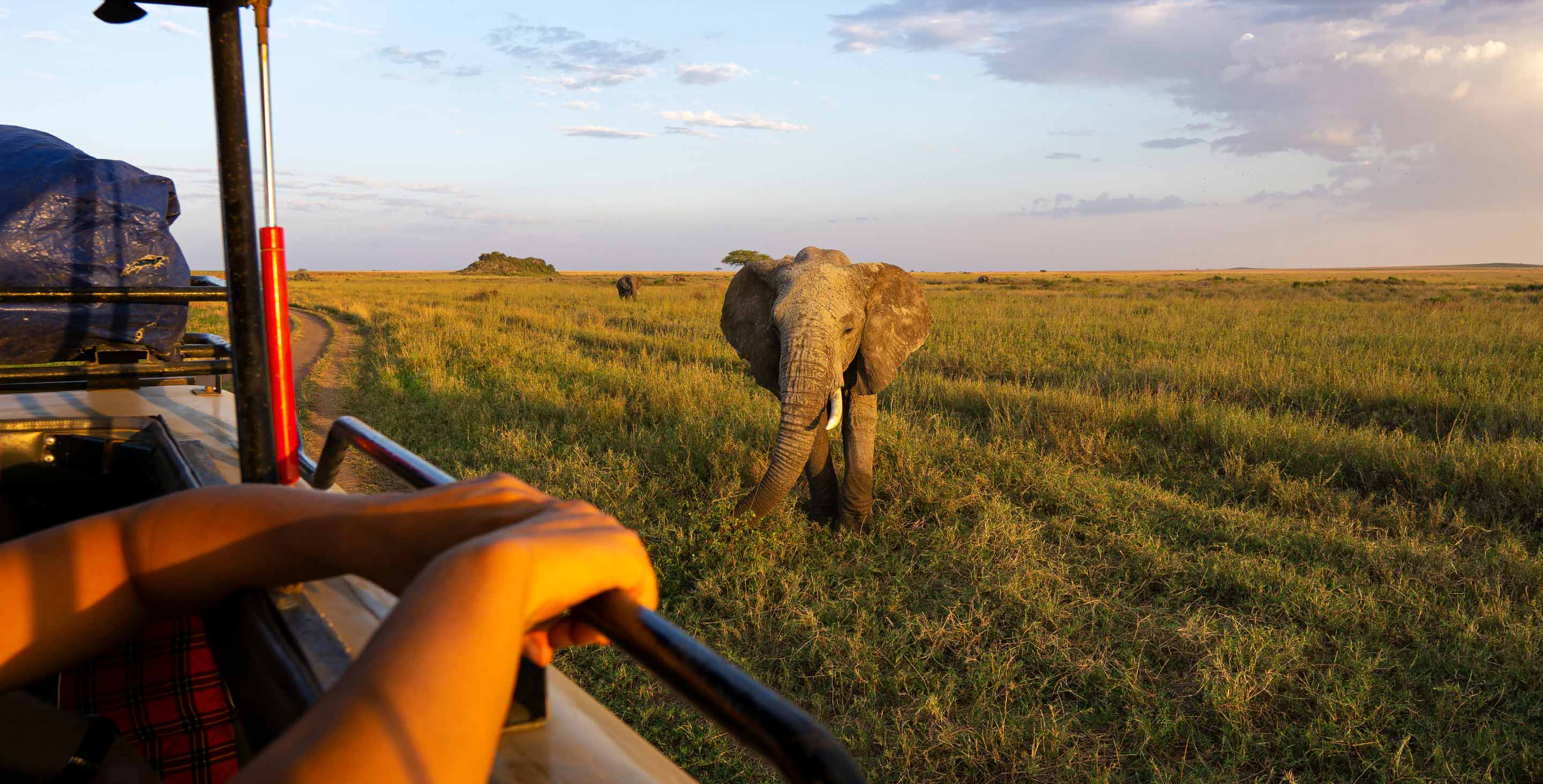 Tanzania elephant